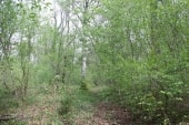 Demi-sentier à l'Est de Bayel